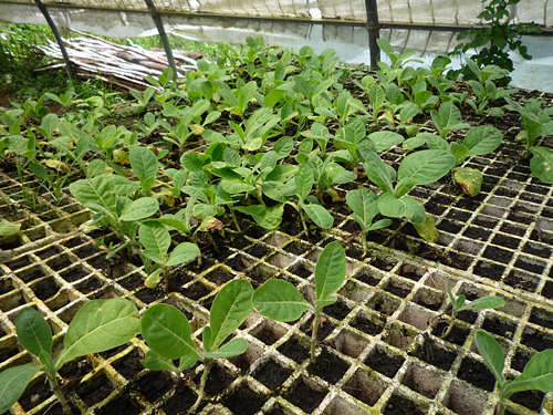 tobacco_plants_at_vegas_robaina_farm_-1