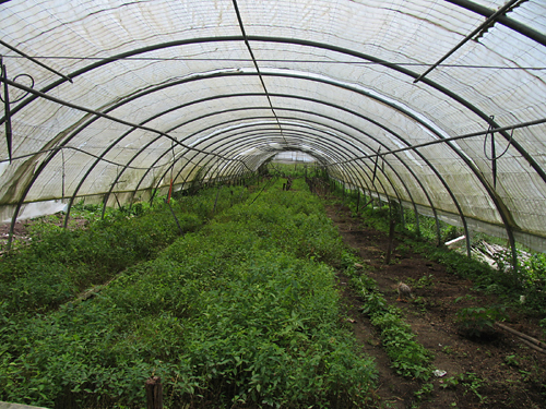 tobacco_plants_at_vegas_robaina_farm_-13