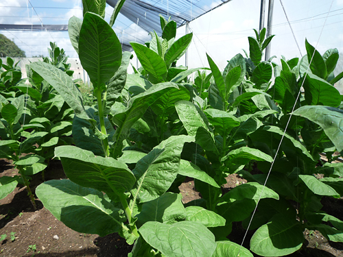 tobacco_plants_at_vegas_robaina_farm_-16