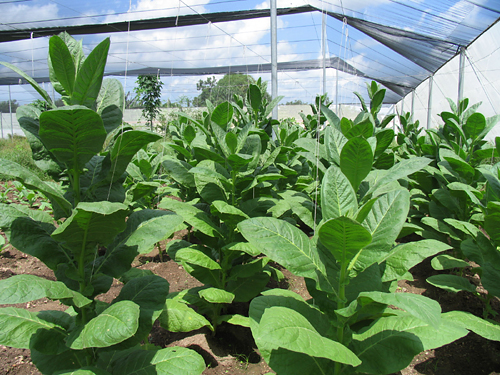 tobacco_plants_at_vegas_robaina_farm_-4