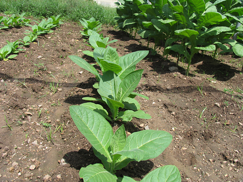 tobacco_plants_at_vegas_robaina_farm_-9